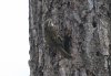 Treecreeper at Hockley Woods (Steve Arlow) (84207 bytes) Treecreeper at Hockley Woods (Steve Arlow) (84207 bytes)
